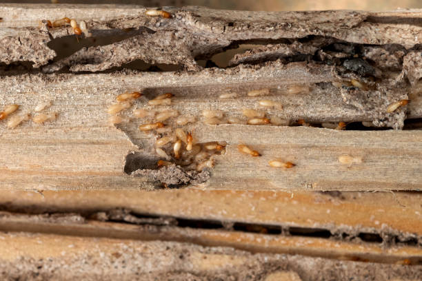 Millers Creek, NC Pest Control Company
